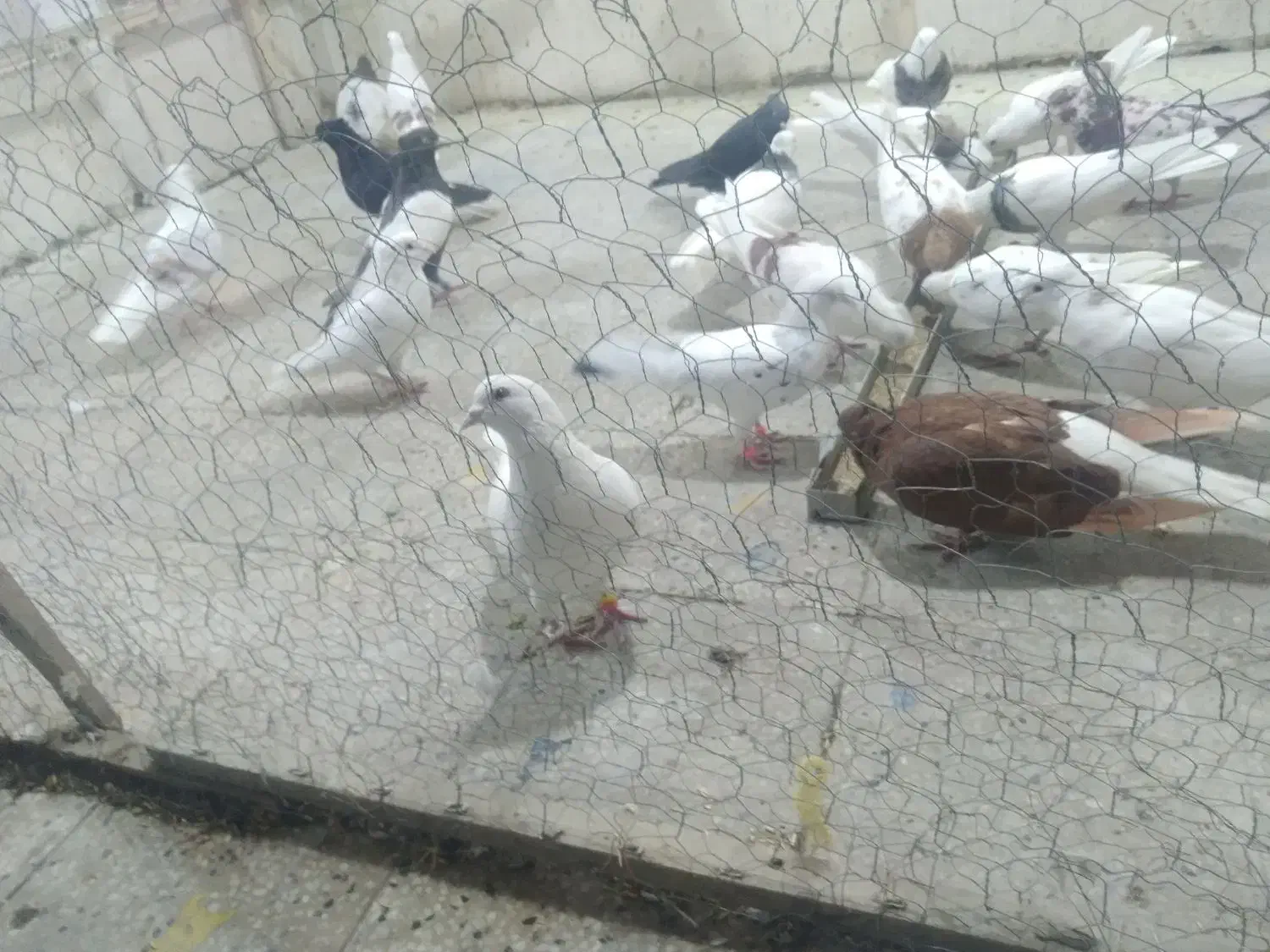 کبوتر|پرنده|دورود, |دیوار