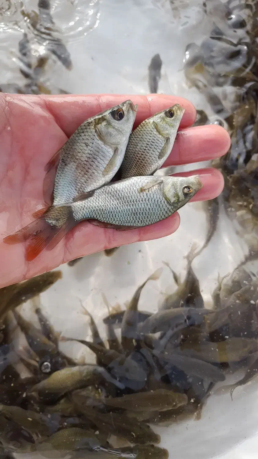 بچه ماهی کپور|ماهی|رشت, ترمینال|دیوار