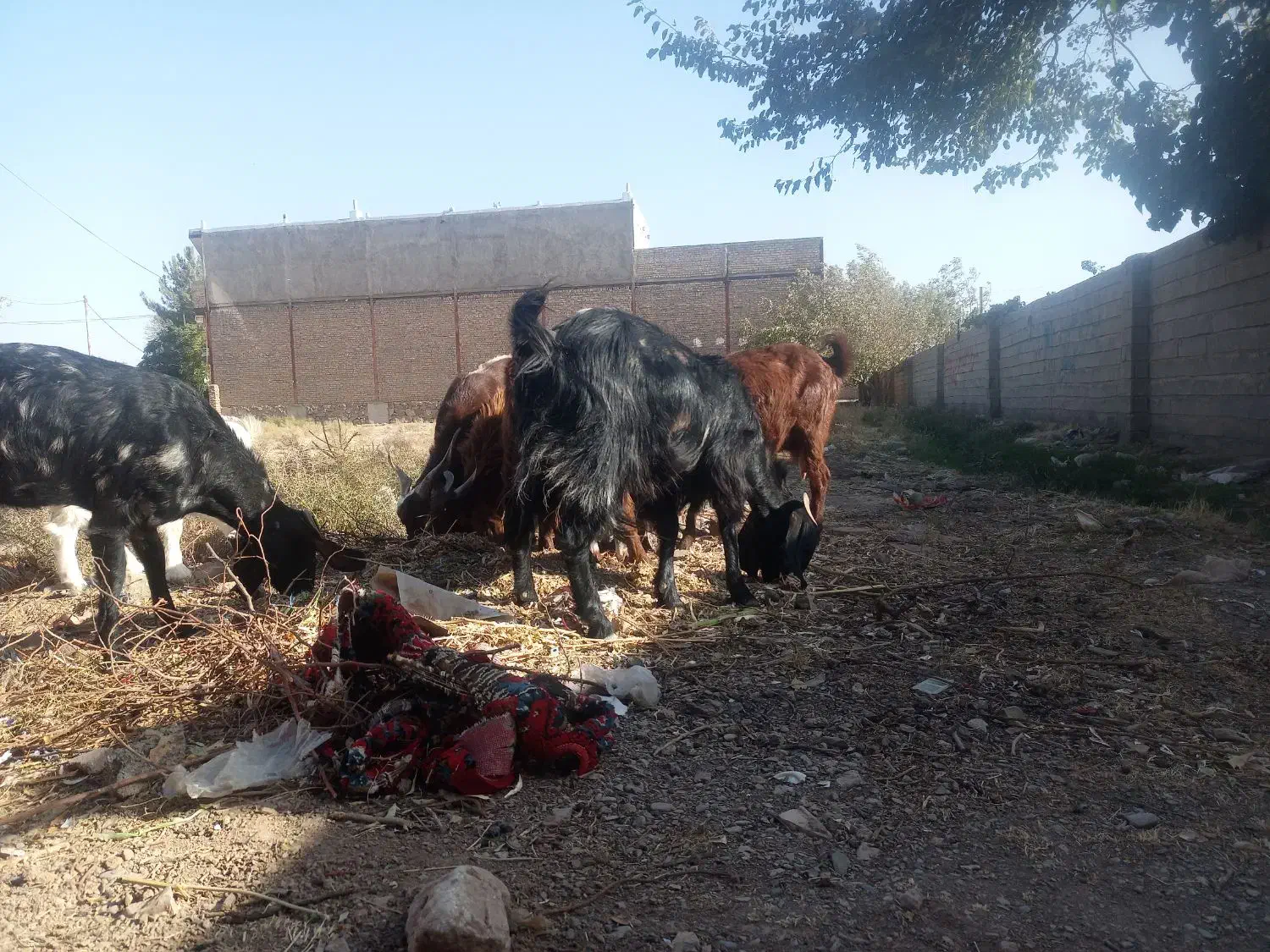 4بز بی بزغاله|حیوانات مزرعه|اسحاق آباد, |دیوار