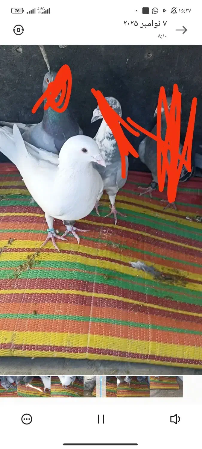 سلام این سه تا کفتر گمشدند|حیوانات|سراوان, |دیوار