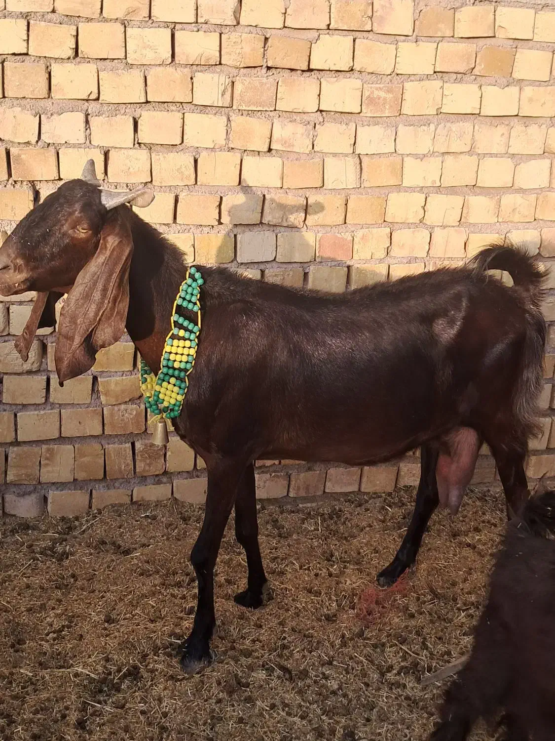 فروش ۴عدد بز شیرا درجا یک|حیوانات مزرعه|کرمان, |دیوار