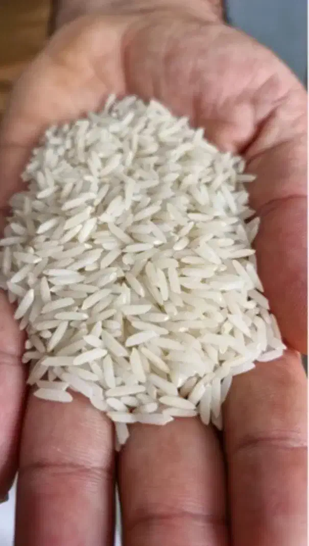 برنج دم سیاه ،شاهیوند درجه یک|عمده‌فروشی|شاهیوند, |دیوار