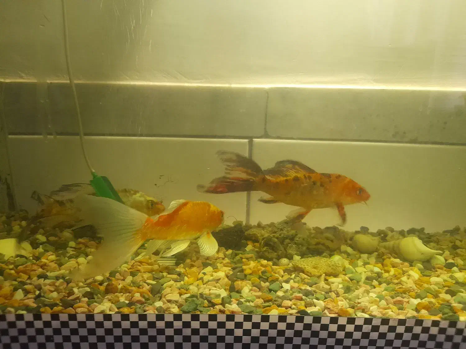 ماهی کوی و لجن خوار|ماهی|زرند, |دیوار