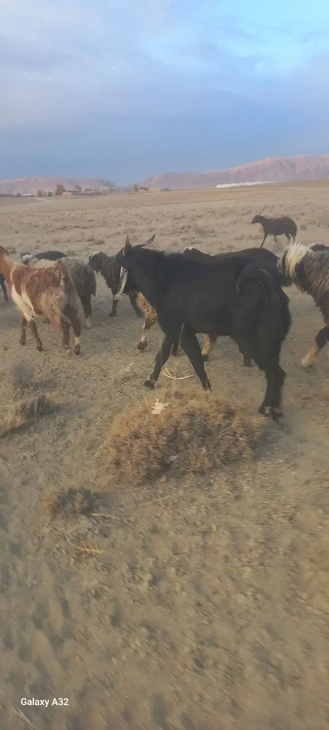 بزغاله نر وقوچ|حیوانات مزرعه|سمیرم, |دیوار