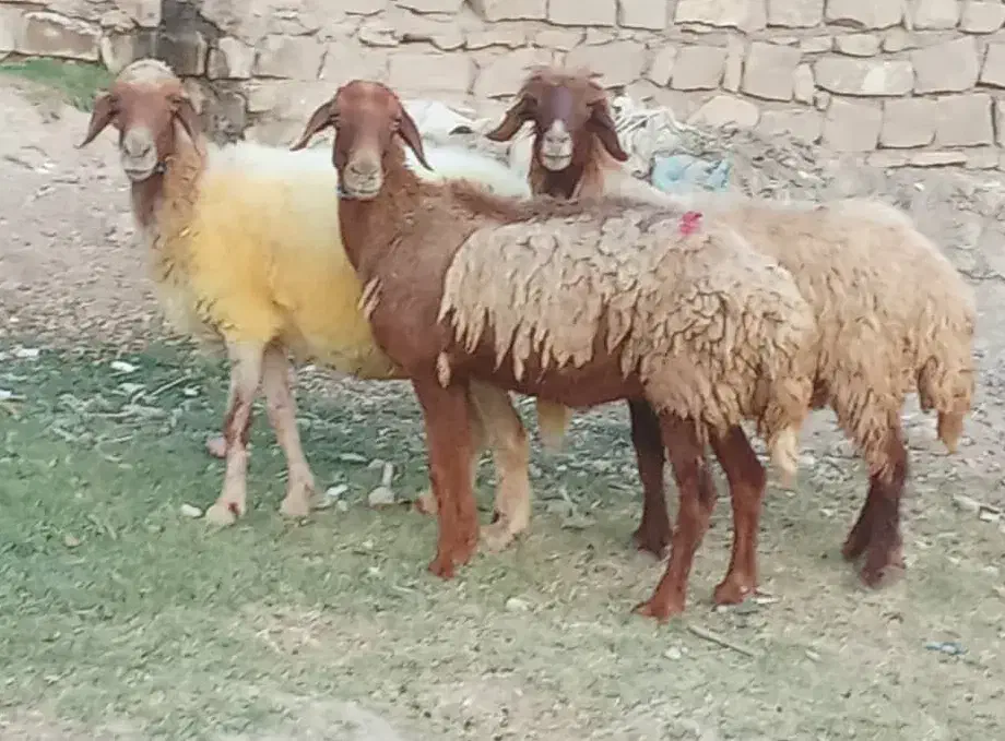 میش آبستن نژادغزل همو|حیوانات مزرعه|مسجد سلیمان, |دیوار