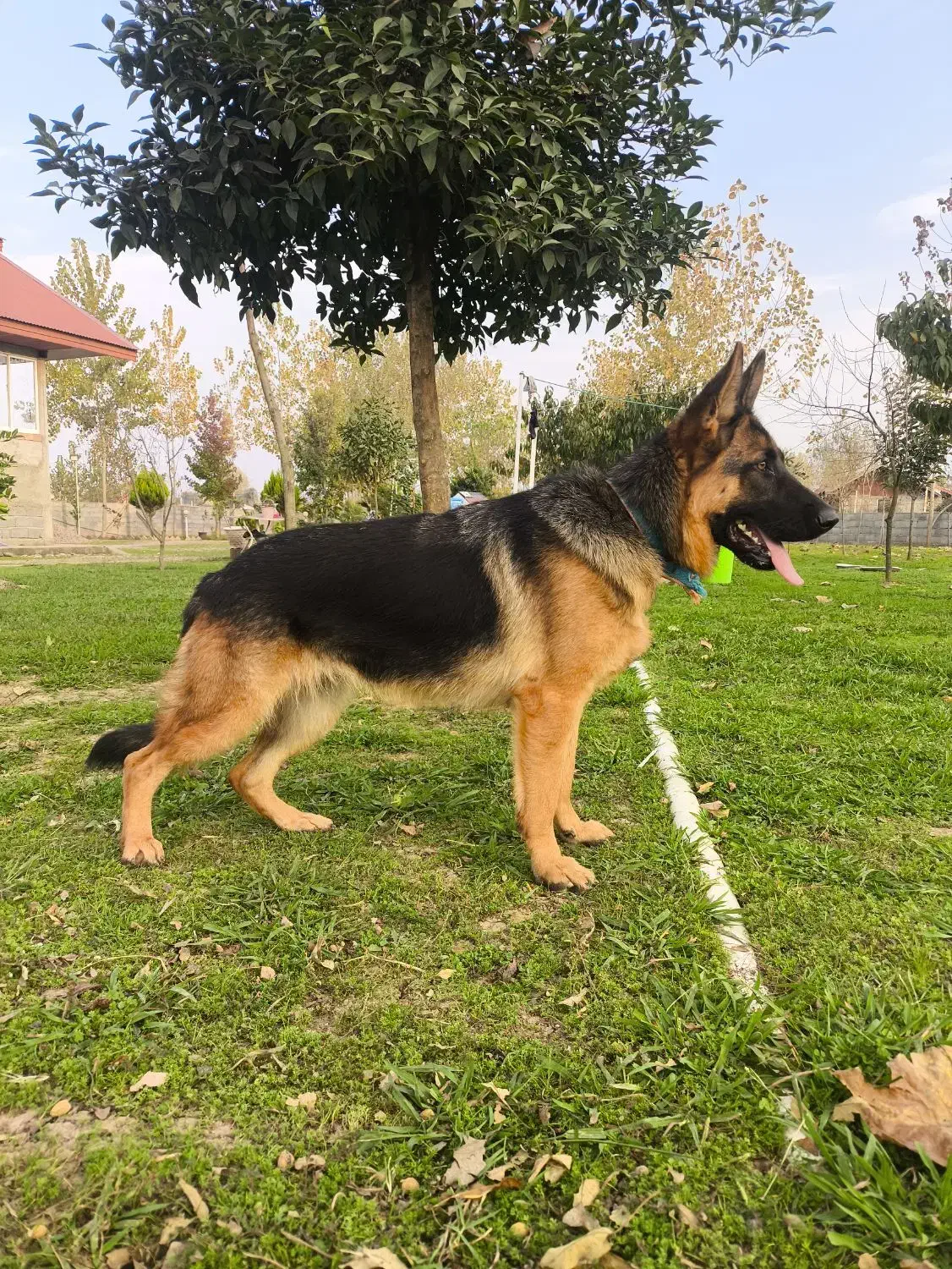 ژرمن شولاین ماده|سگ|سنگر, |دیوار