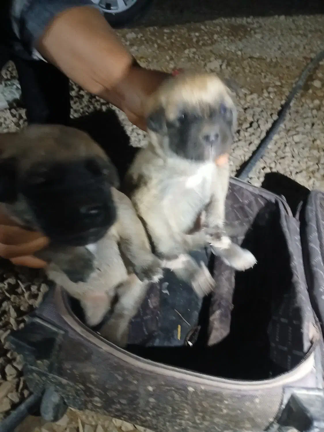 توله سگ اصفهانی|سگ|داراب, |دیوار