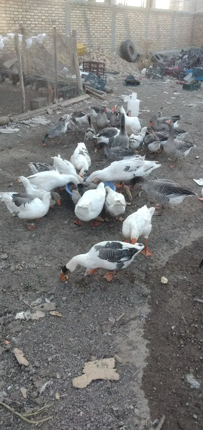 غاز طبیعی|حیوانات مزرعه|خلخال, |دیوار