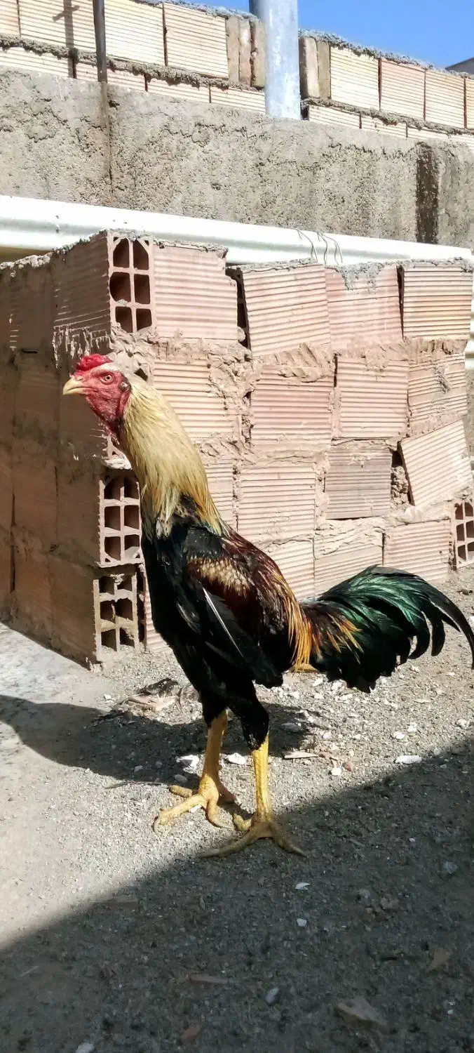 خروس لاری صابونی|حیوانات مزرعه|خاوران, |دیوار