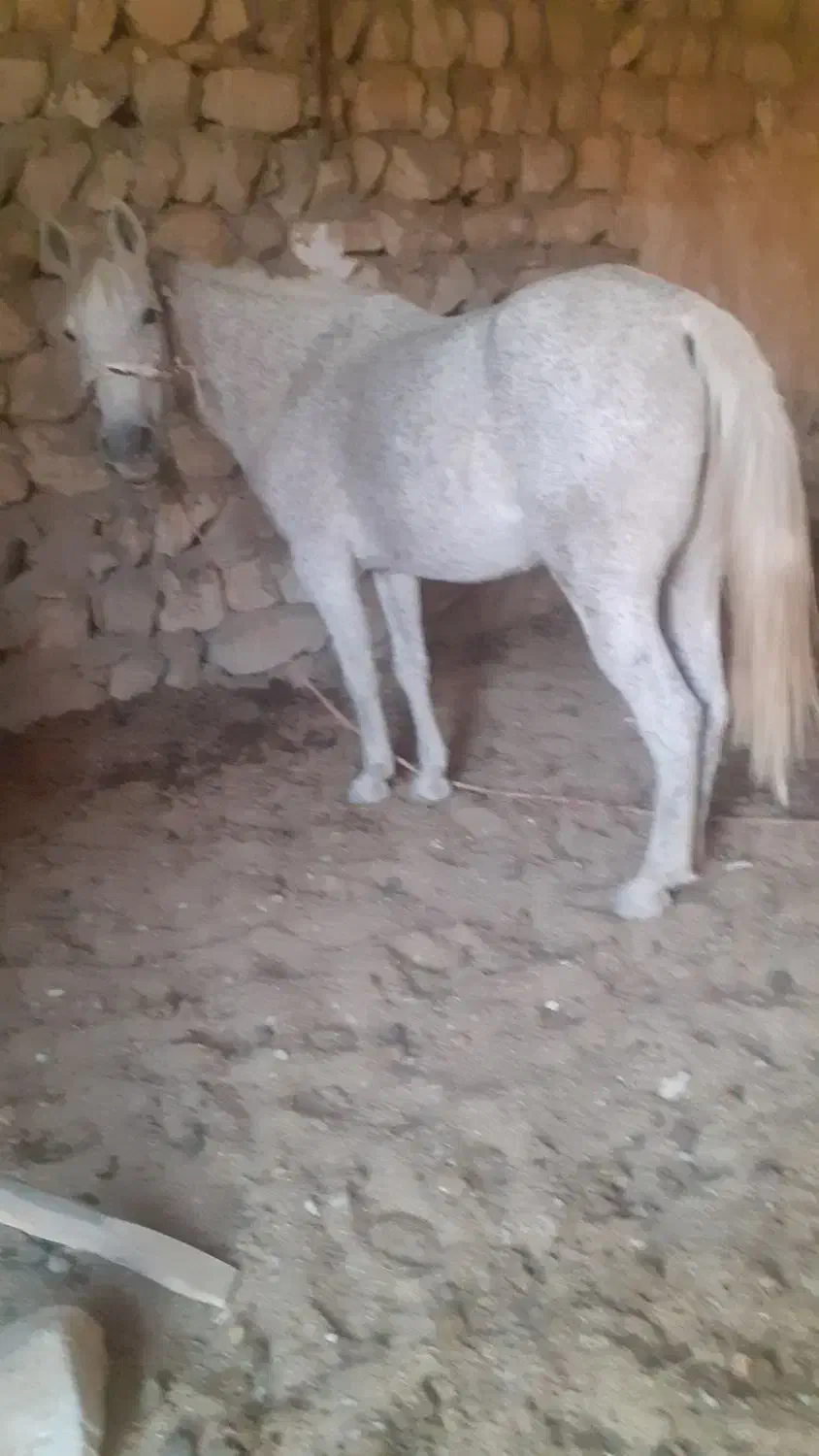 مادیان قاطر آبستن ۷ساله|اسب و تجهیزات اسبسواری|ملکشاهی, |دیوار