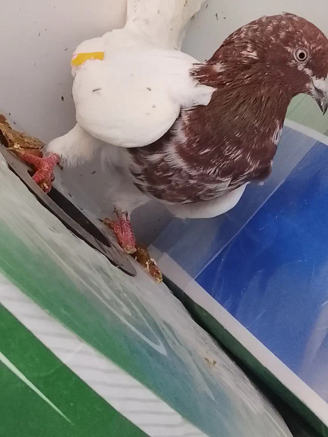 کفتر|پرنده|اردبیل, |دیوار