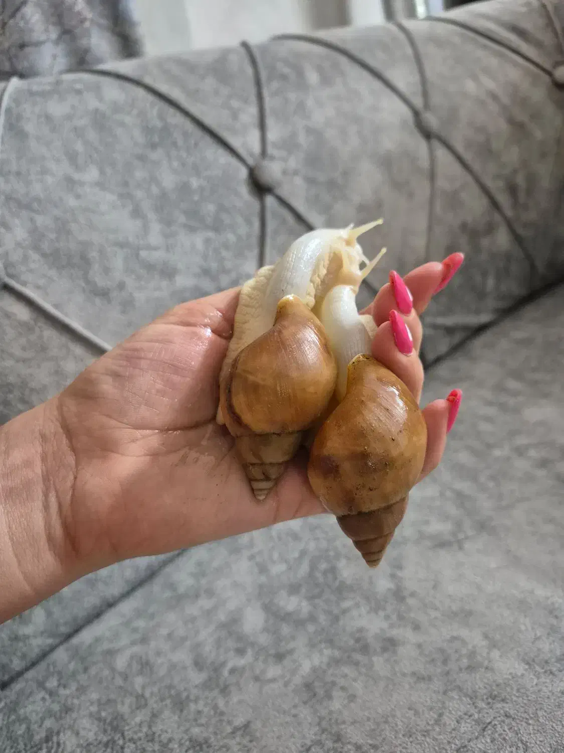 واگذاری دو عدد حلزون تراپی|خزنده|اراک, |دیوار