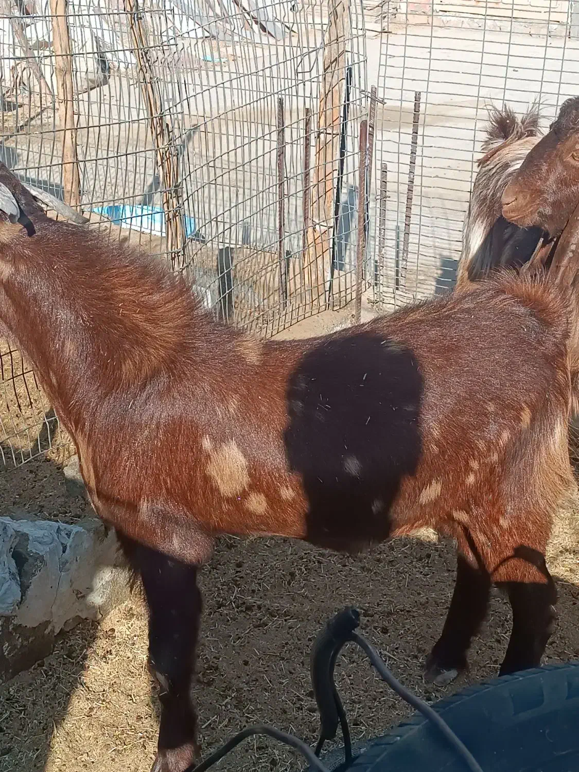 بره وبزغاله چاق و چله|حیوانات مزرعه|زاهدان, |دیوار