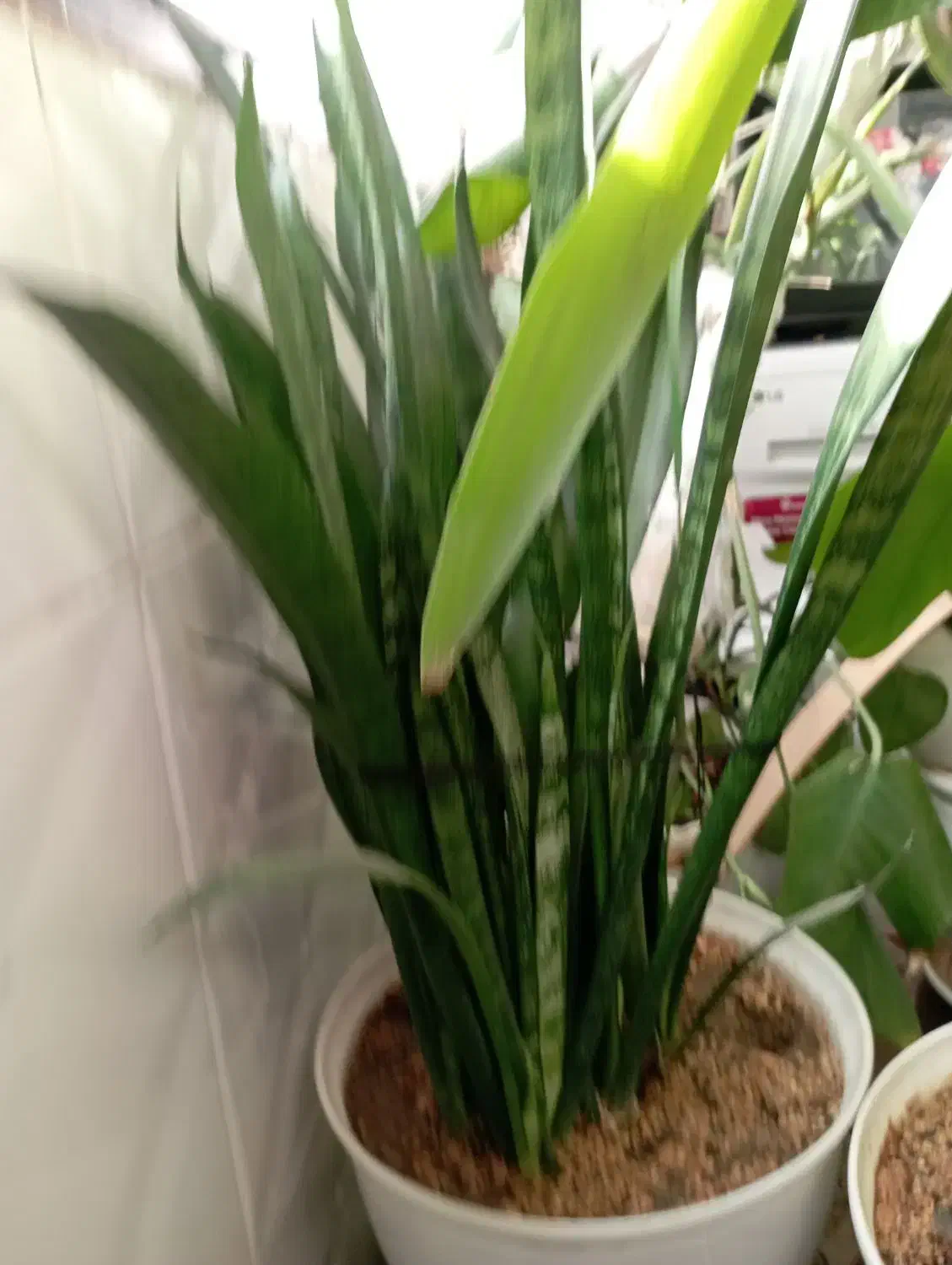 گل اپارتمانی|گل و گیاه طبیعی|پاکدشت, پاکدشت (مامازند)|دیوار