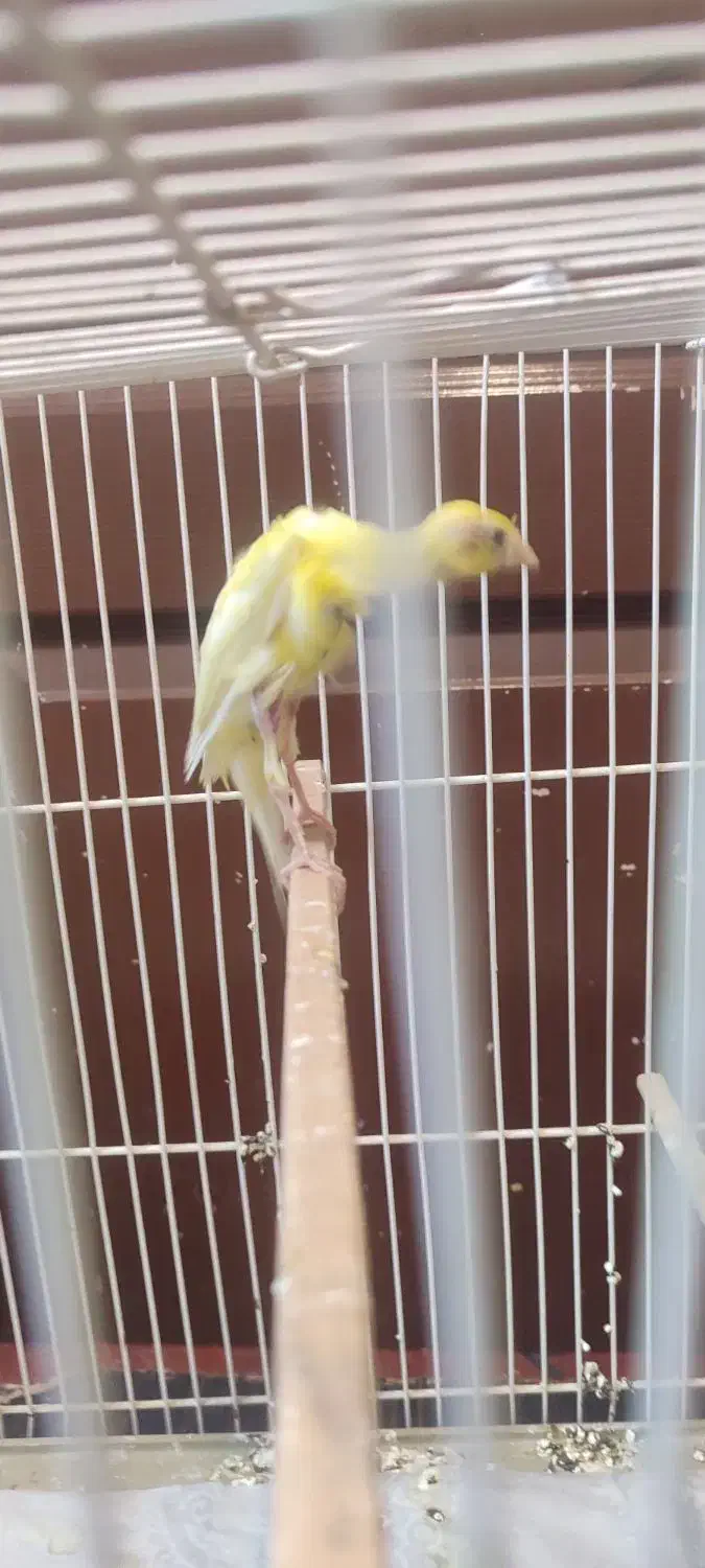 قناری جیبوس|پرنده|مشهد, ابوذر|دیوار