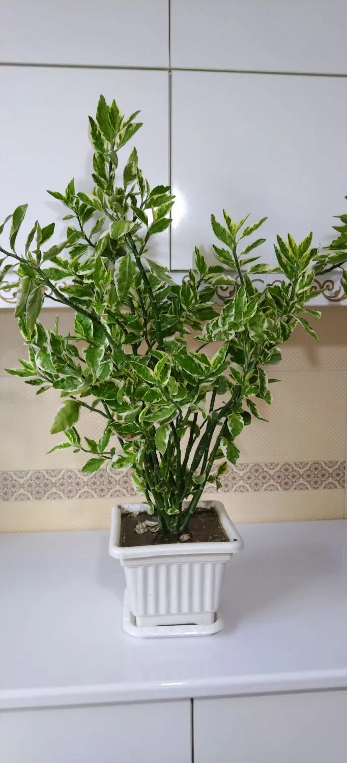گل.|گل و گیاه طبیعی|پیرانشهر, |دیوار