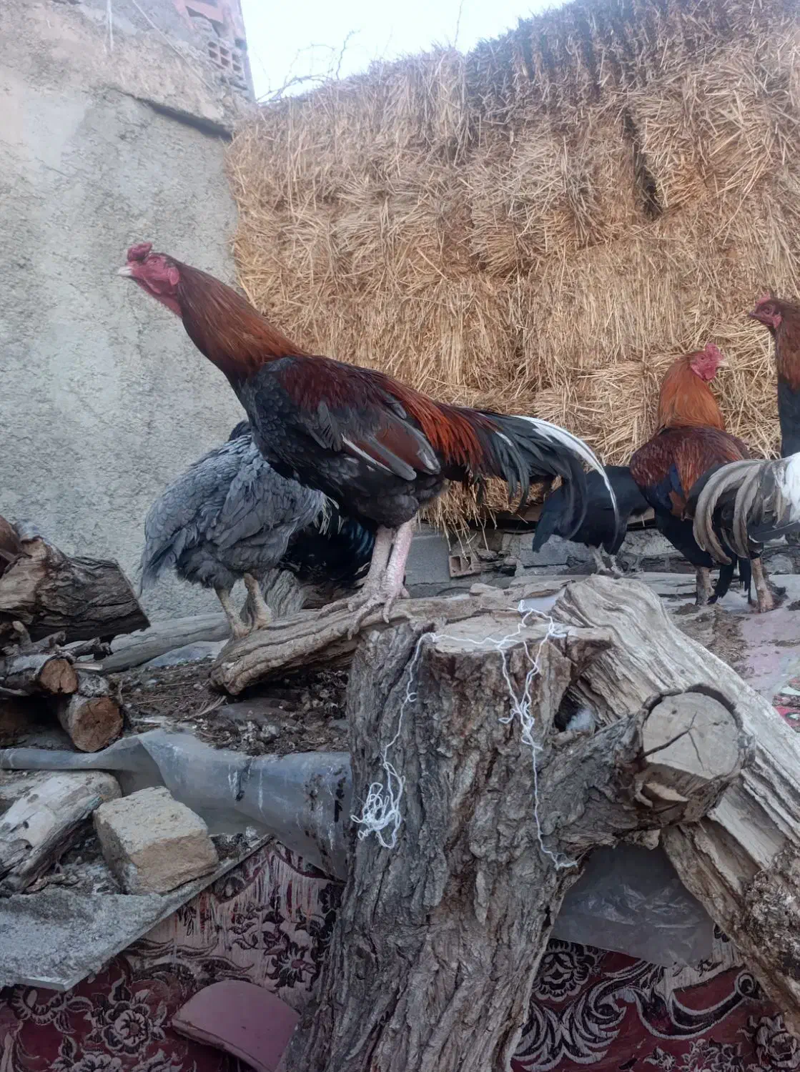 خروس لاری|حیوانات مزرعه|شیروان (خراسان), |دیوار