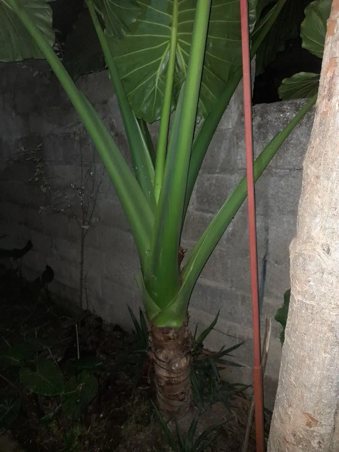 گل تزئینی(بابا آدم)|عمدهفروشی|ماسال, |دیوار