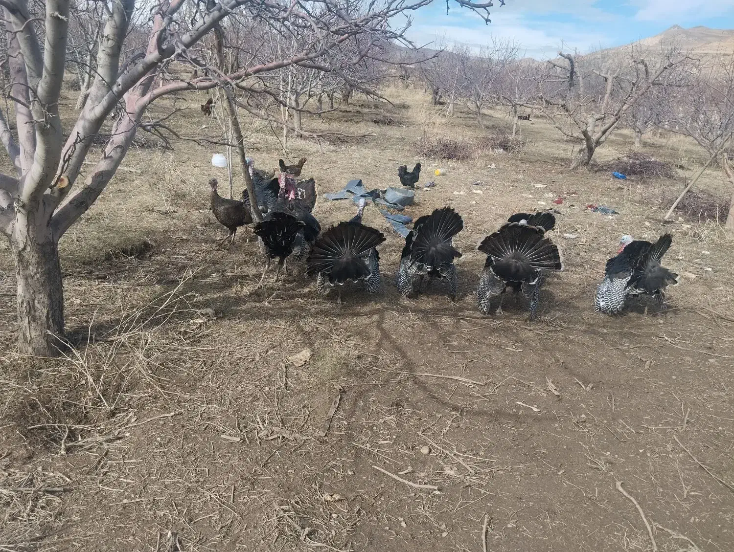 بوقلمون|حیوانات مزرعه|نوشین شهر, |دیوار