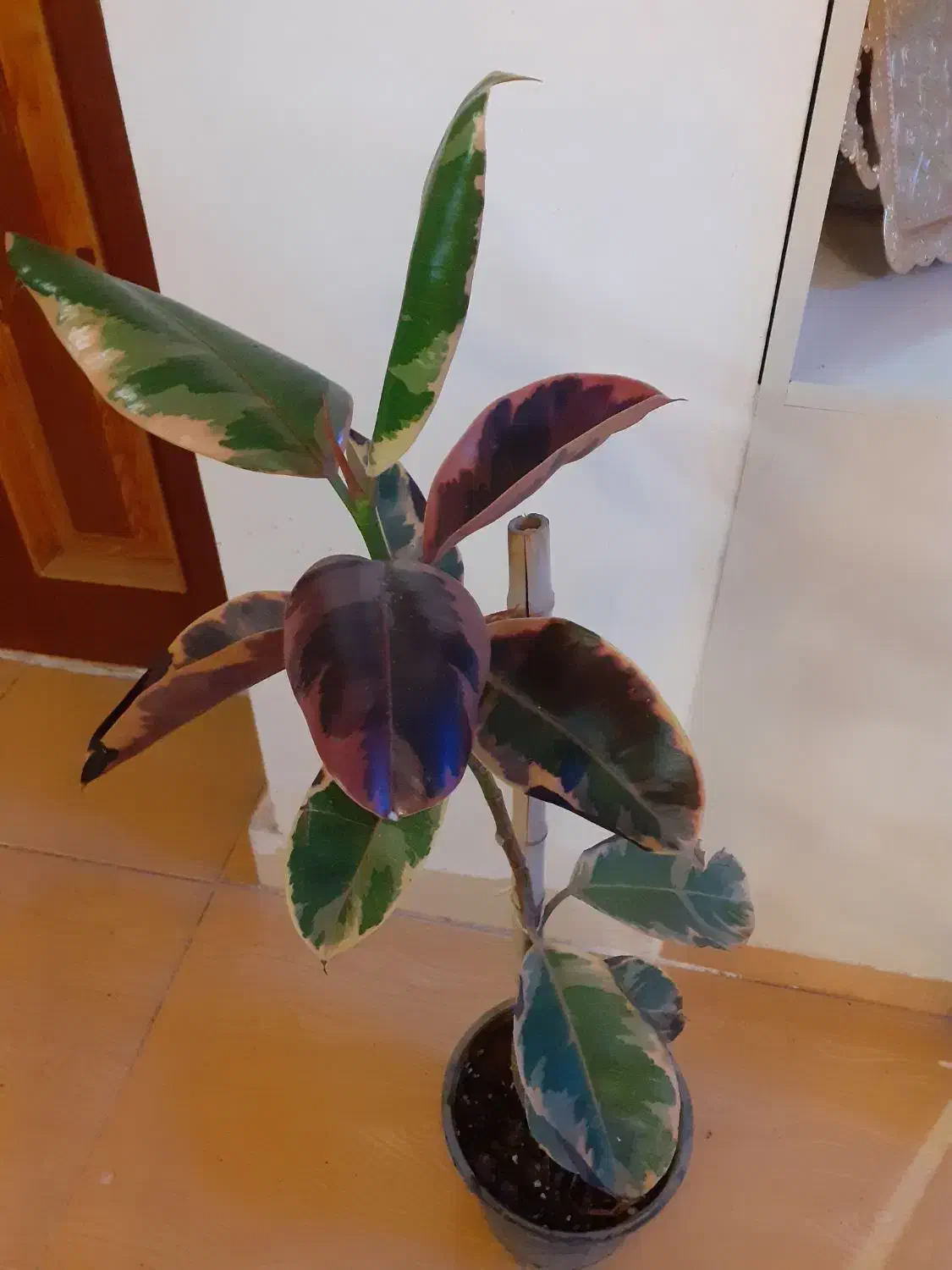 گل های آپارتمانی|گل و گیاه طبیعی|اردبیل, |دیوار