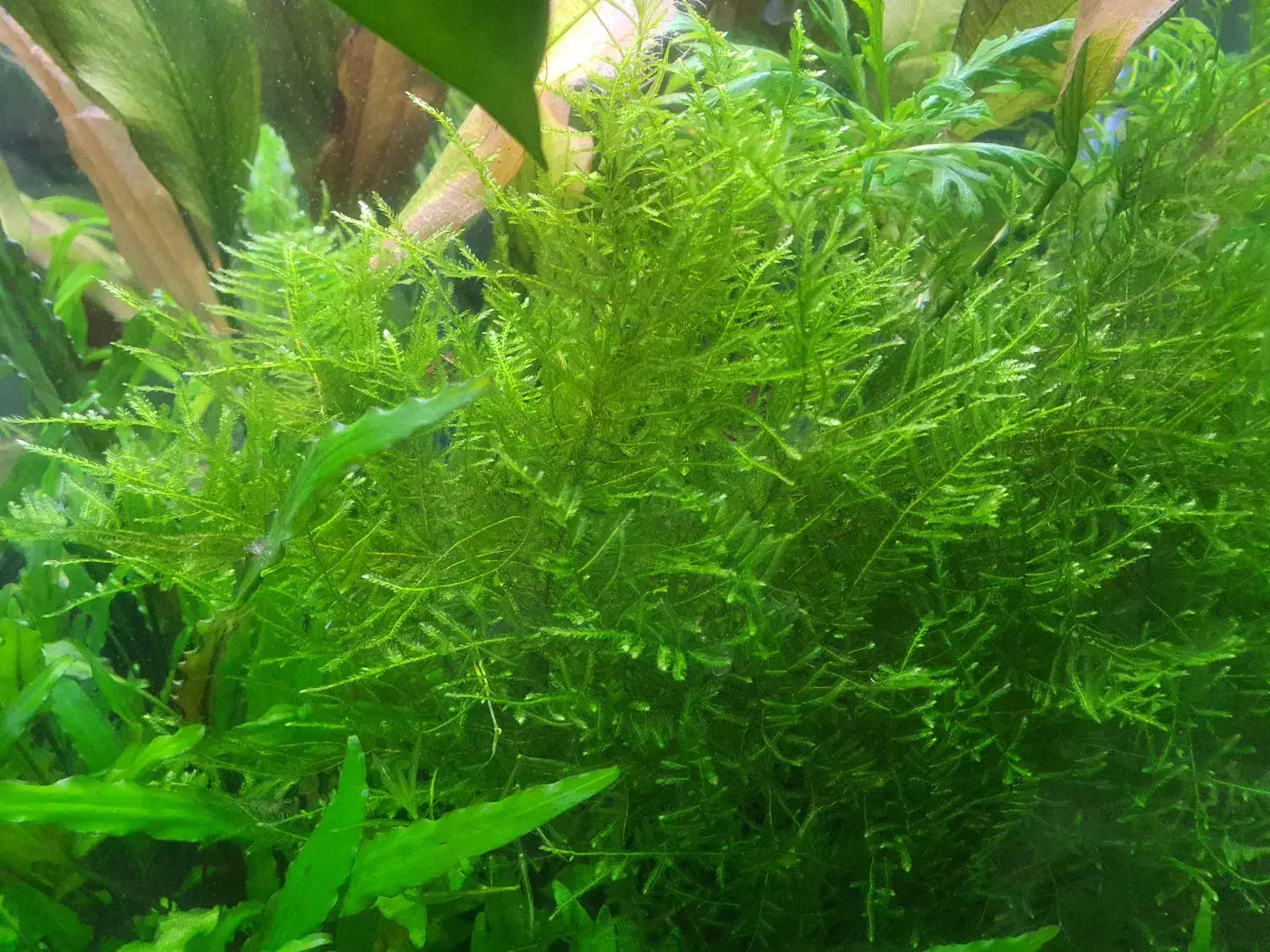 خزه کریسمس|ماهی|شیراز, تندگویان|دیوار