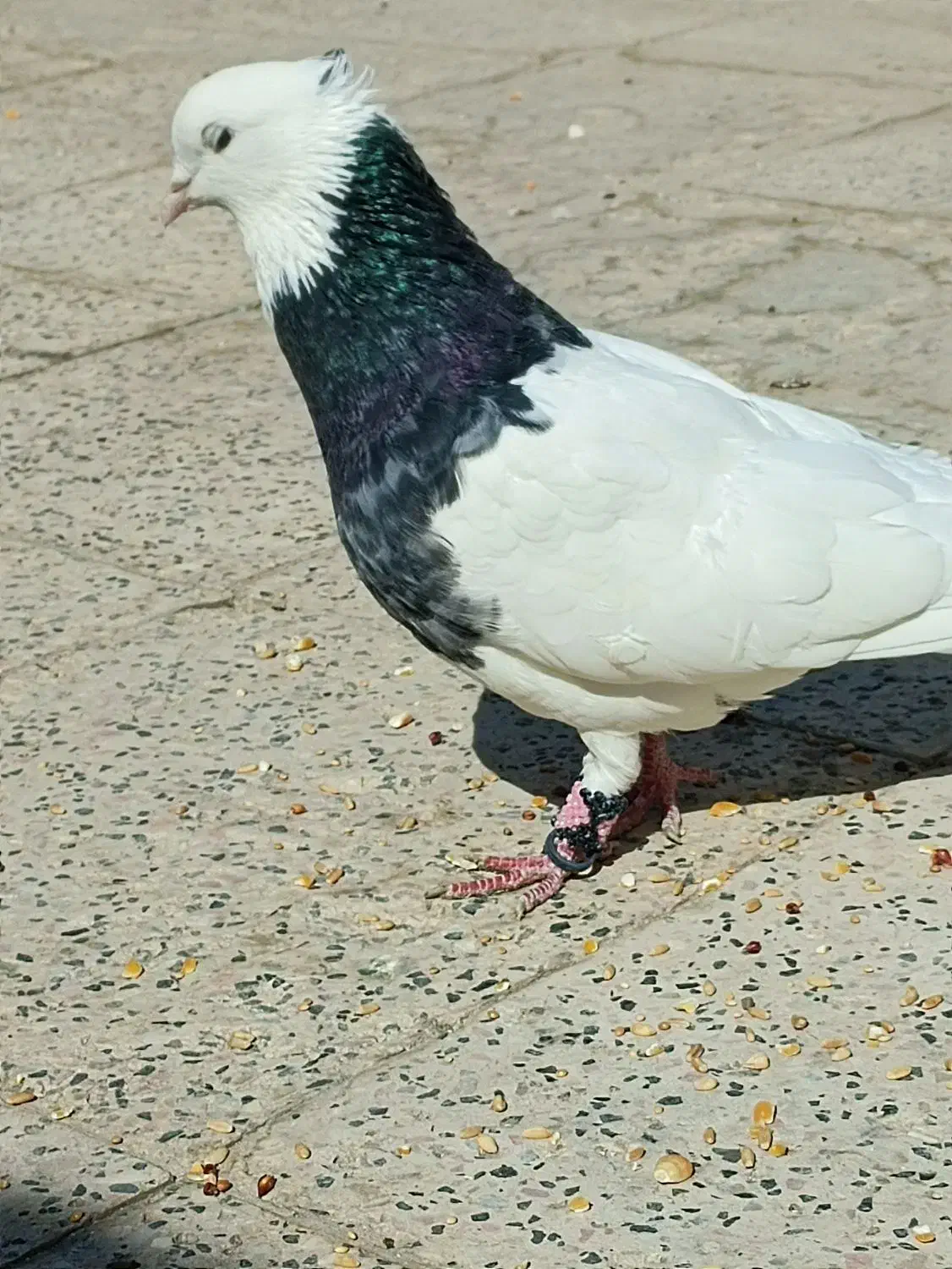 کفتر|حیوانات|مشهد, شهید قربانی|دیوار