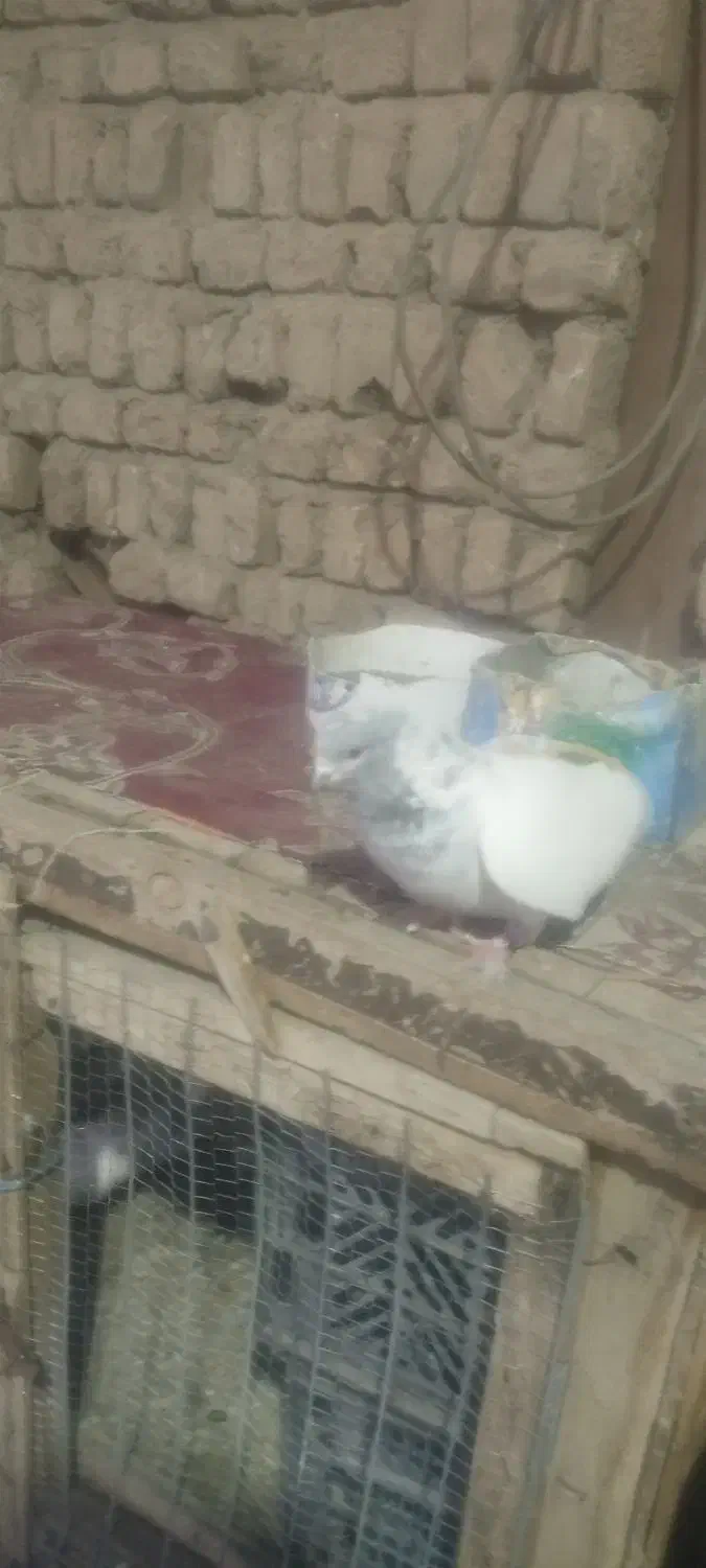 کبوتر|پرنده|جوکار, |دیوار