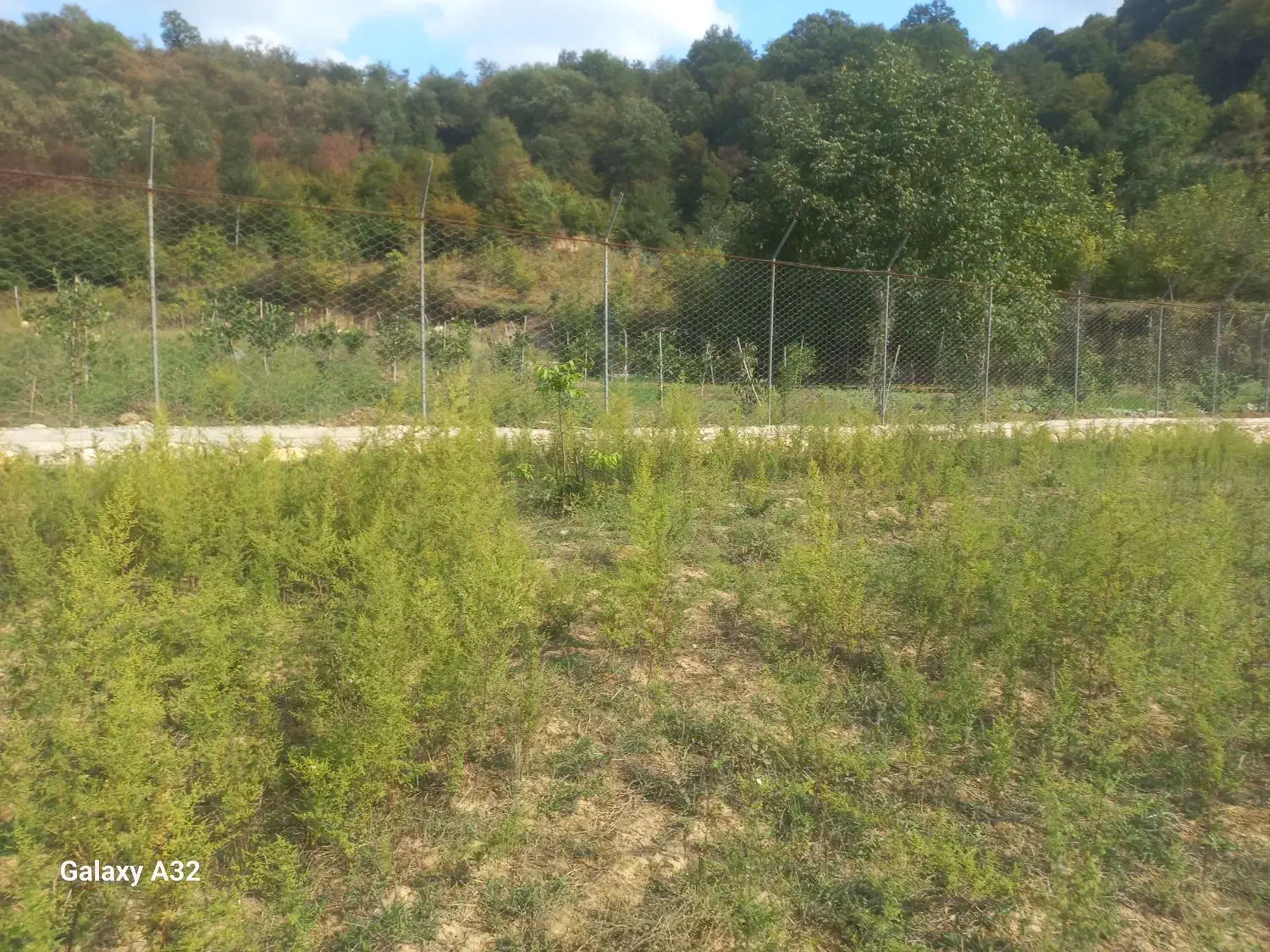 فروش زمین جنگلی و باغی با ویو عالی|فروش زمین و ملک کلنگی|بهشهر, |دیوار