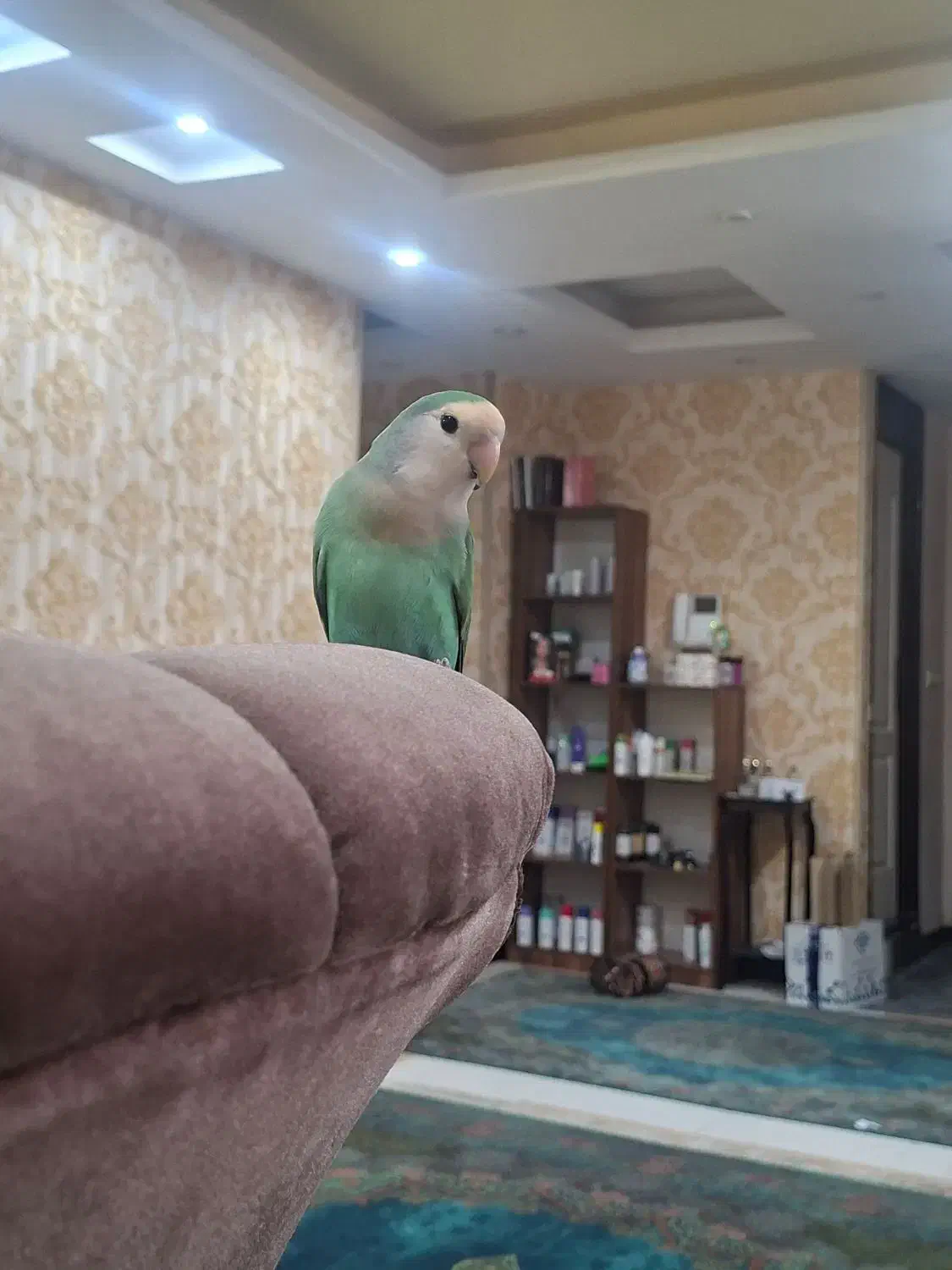 گمشده|حیوانات|اهواز, شهرک برق|دیوار