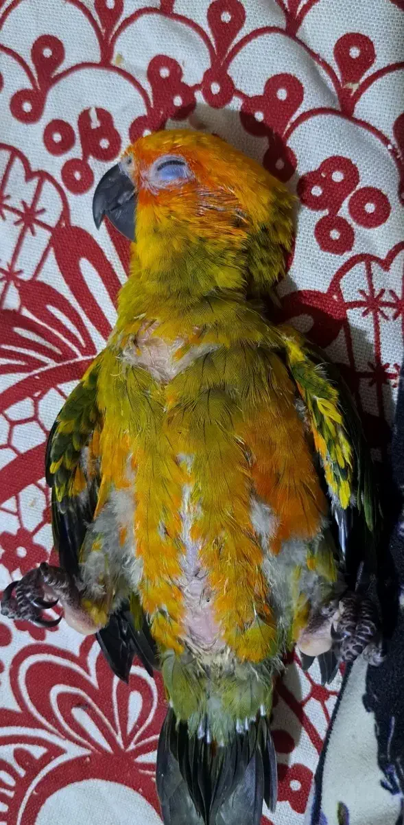 خورشیدی|پرنده|قائم‌شهر, |دیوار