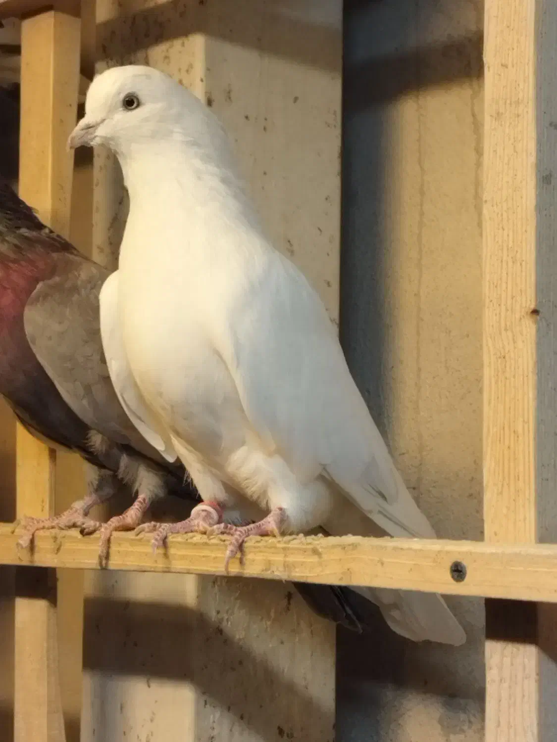 کفتر پرشی|پرنده|محمدشهر, زیبادشت|دیوار