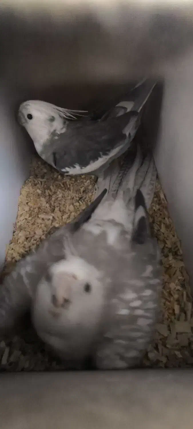 عروس هلندی سفید دست آموز نیم سخنگو|پرنده|نقده, |دیوار