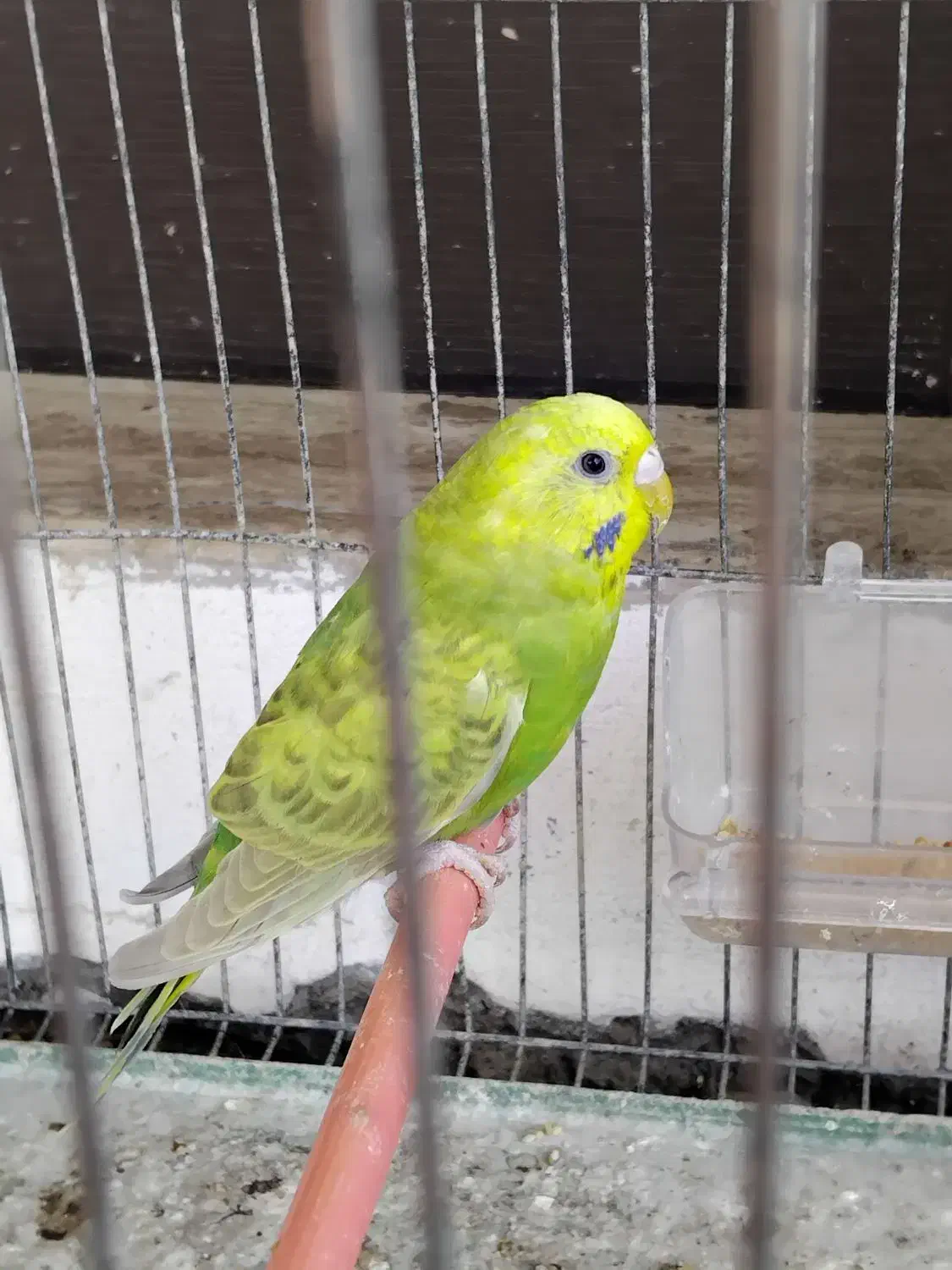 ۴تا مرغ عشق خوش رنگ|پرنده|رشت, کوی حسینی|دیوار