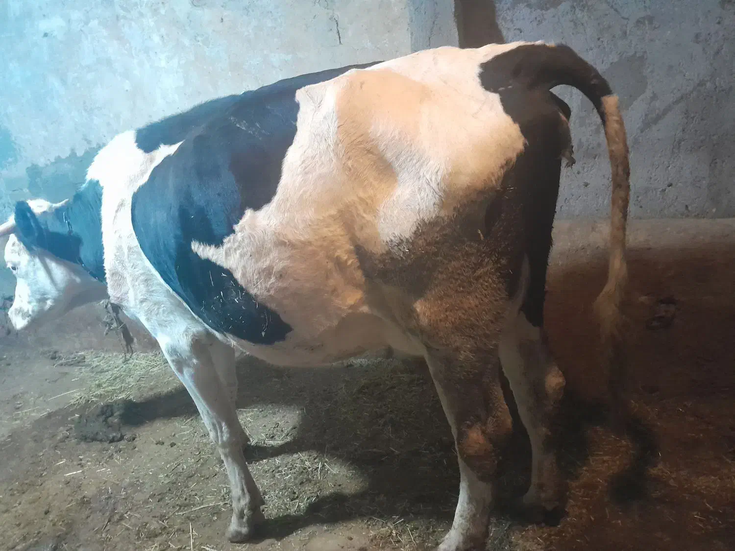 گاو و گوساله|حیوانات مزرعه|دیواندره, |دیوار