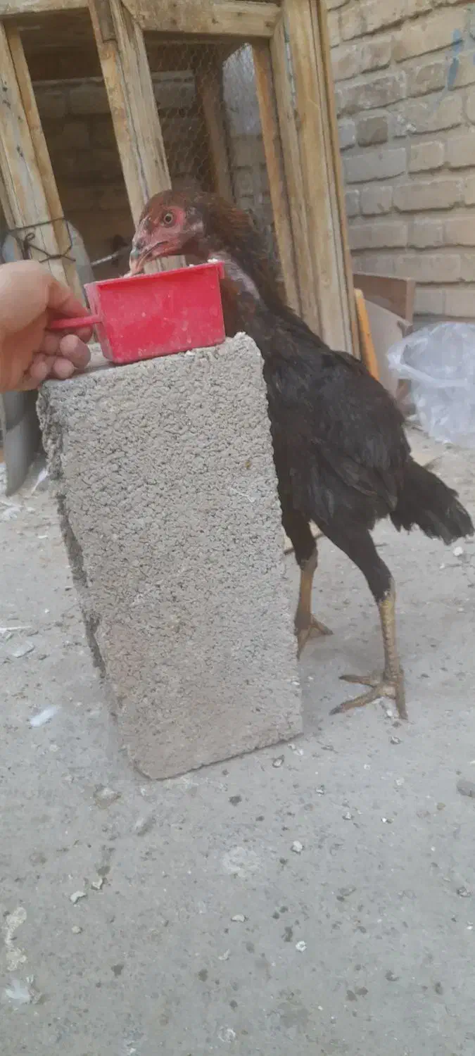 جوجه لاری|حیوانات مزرعه|سمنان, |دیوار