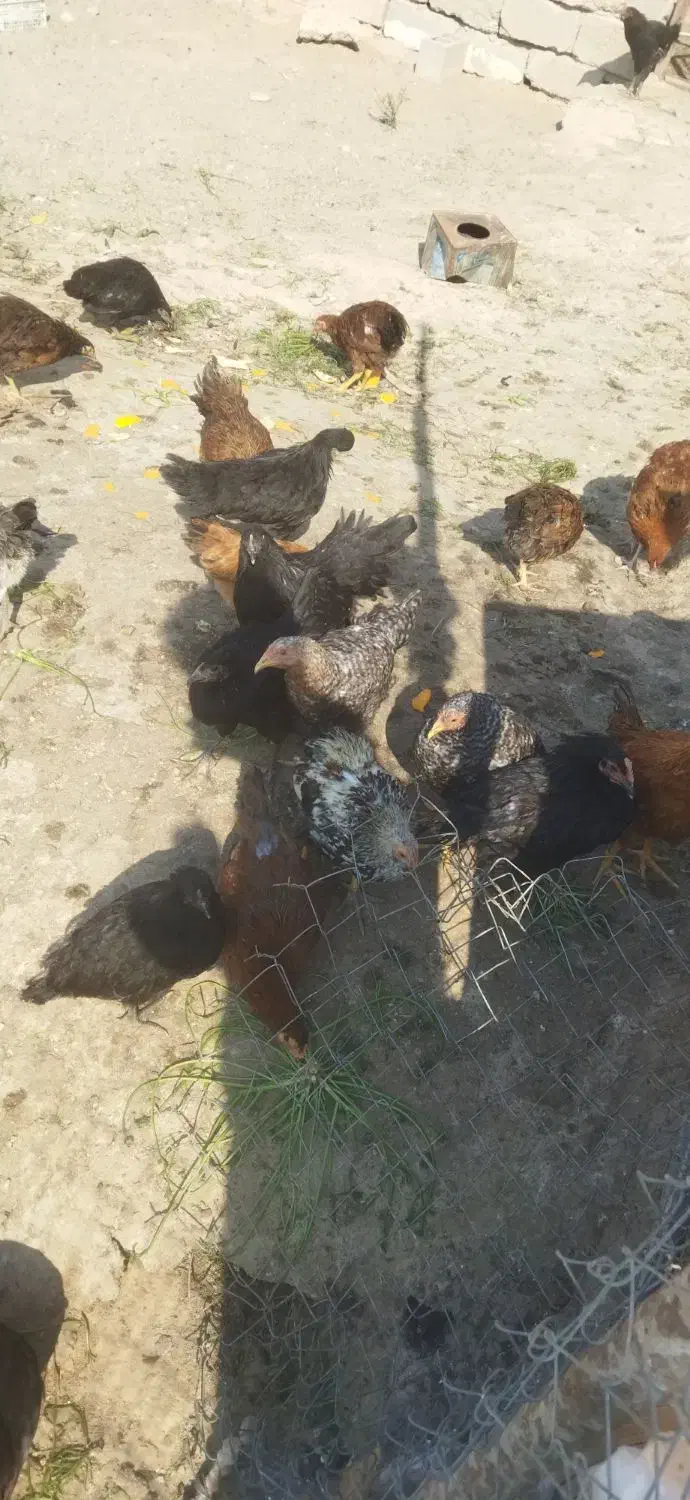 مرغ پنج ماهه|حیوانات مزرعه|بندر گناوه, |دیوار