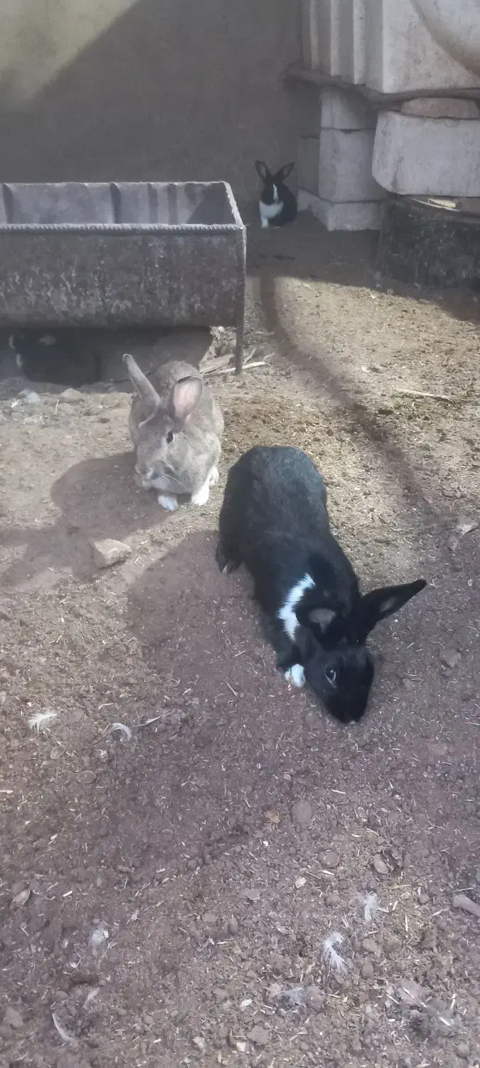 خرگوش|موش و خرگوش|اردکان, |دیوار