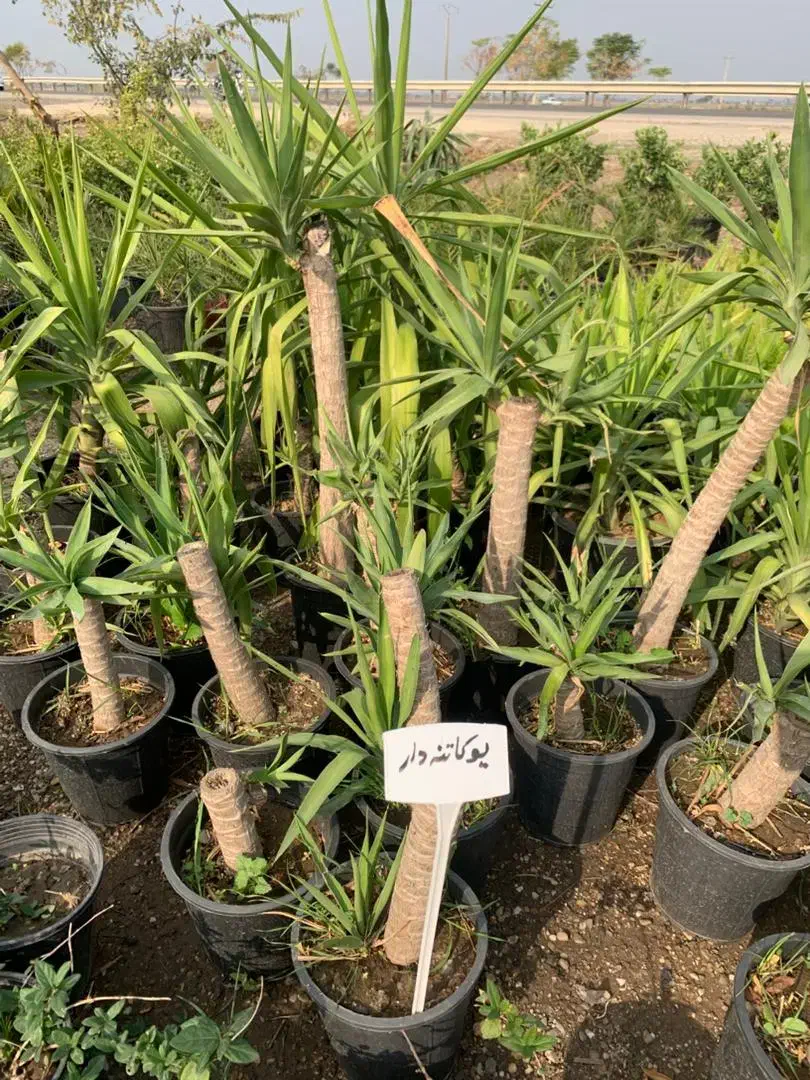 گل و گیاه آپارتمانی|گل و گیاه طبیعی|مینودشت, |دیوار