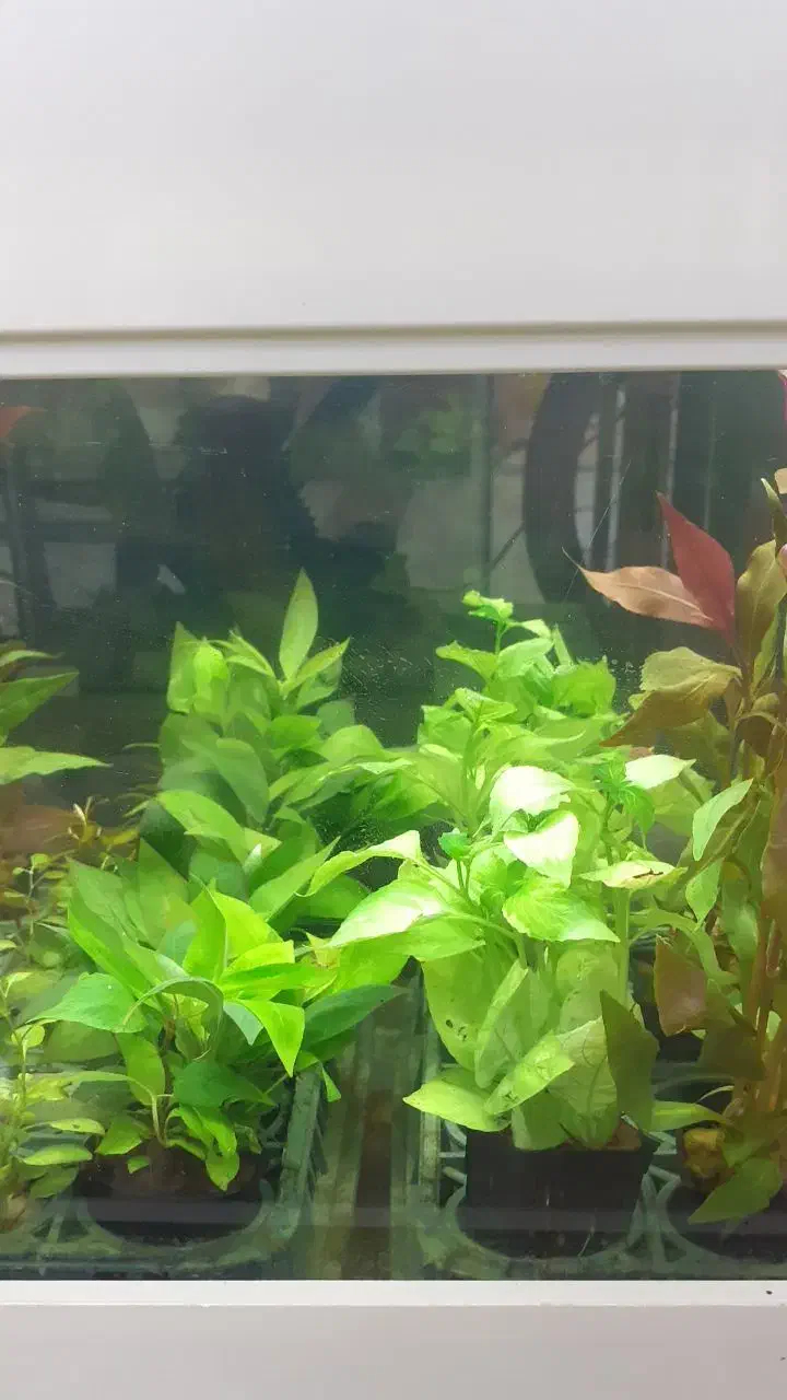 گیاه طبیعی،آکواریوم،تجهیزات|ماهی|تبریز, |دیوار