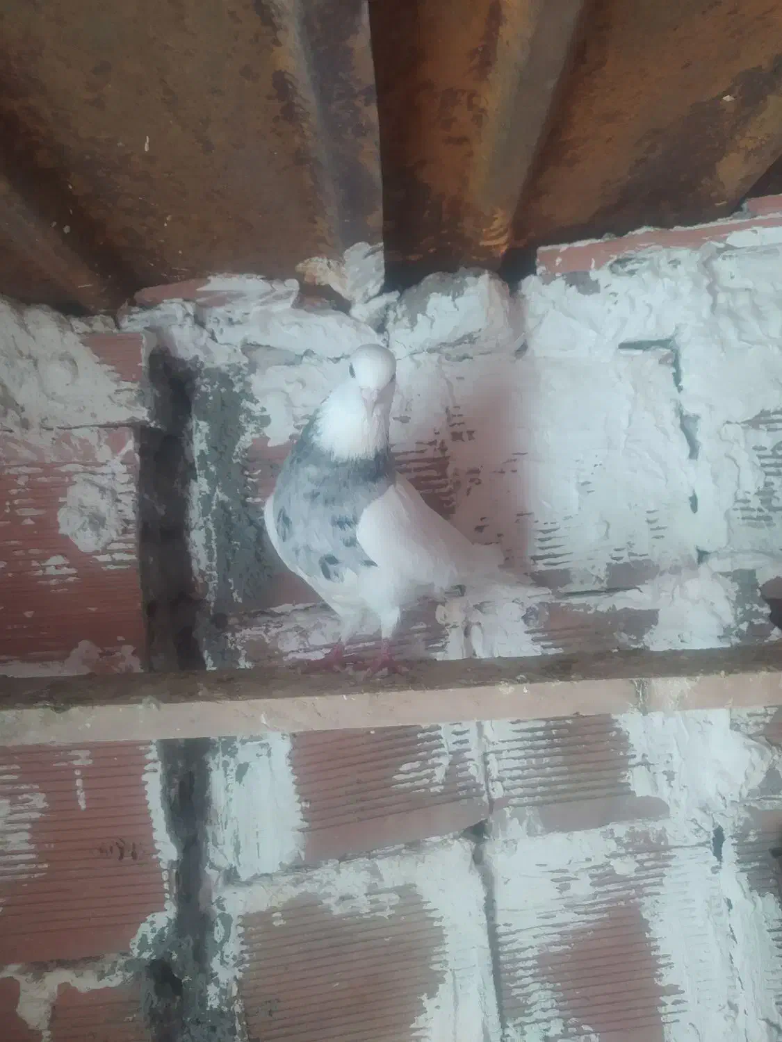 کلفه ماده|پرنده|اردبیل, |دیوار