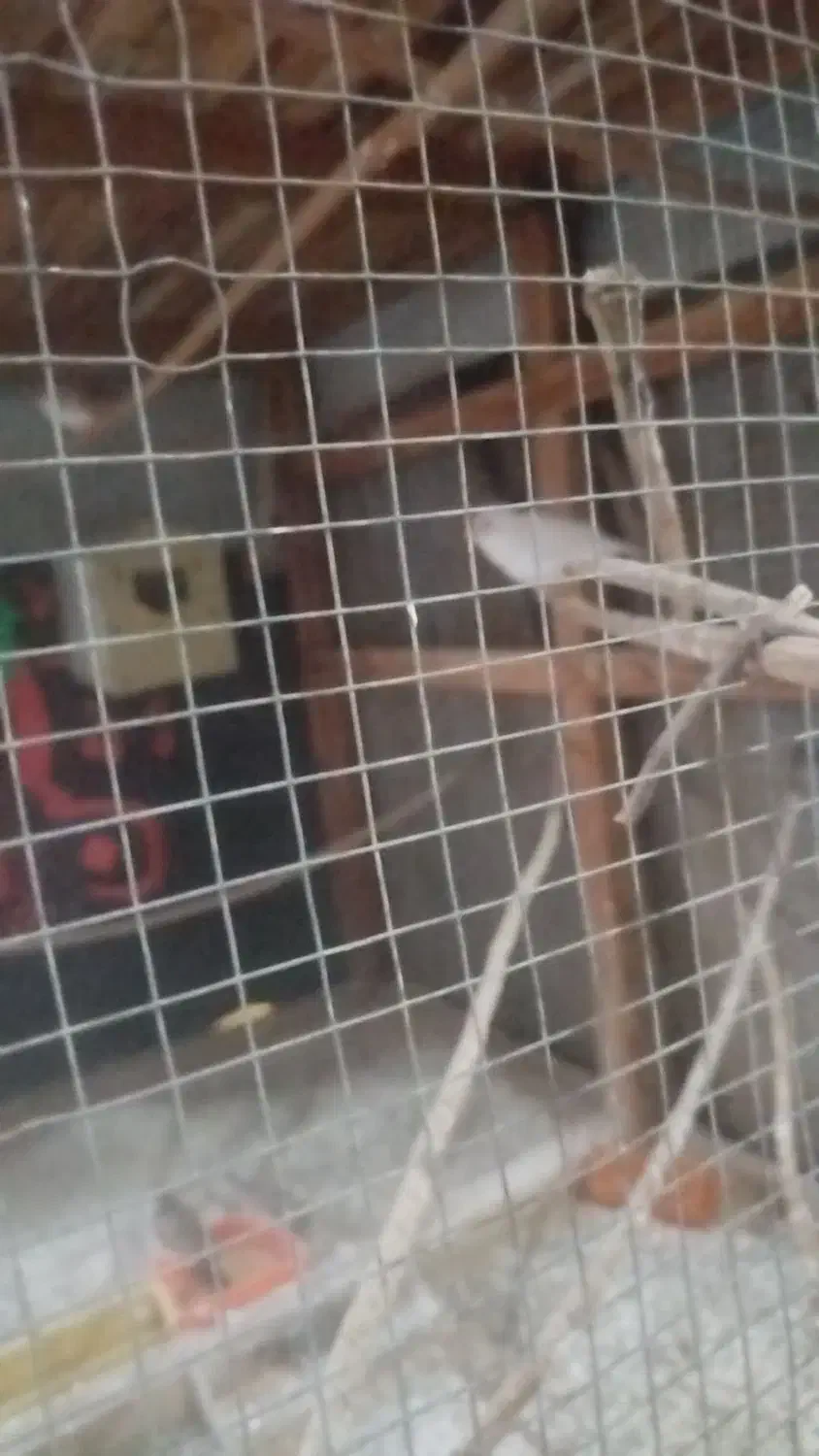 فنج مولد|پرنده|بندرعباس, |دیوار