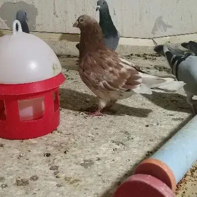 کبوتر سار رنگ خاص|پرنده|گنبد کاووس, |دیوار