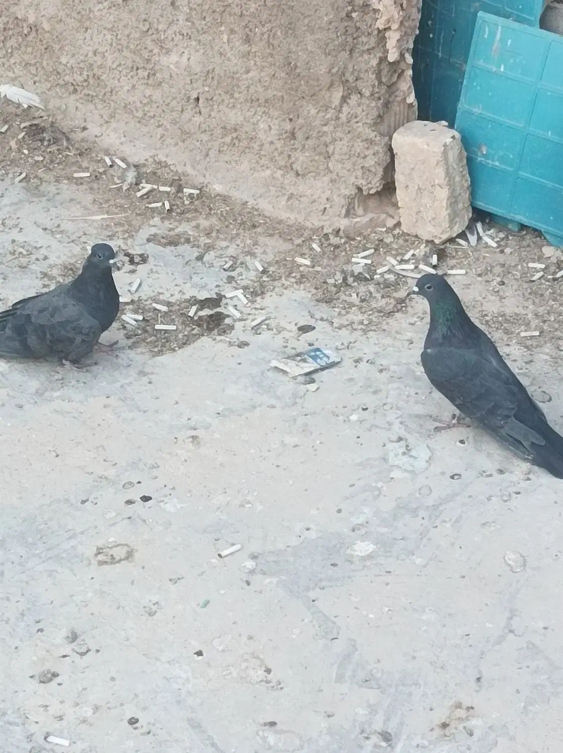 دم گیر|پرنده|برخوار, |دیوار