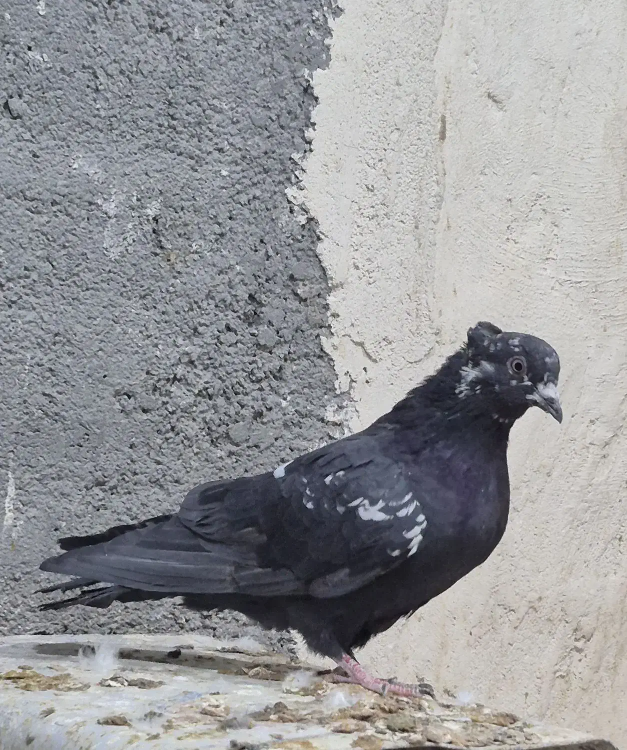 کفتر کاشونی و دمگیر|پرنده|نجف‌آباد, شیخ آباد|دیوار