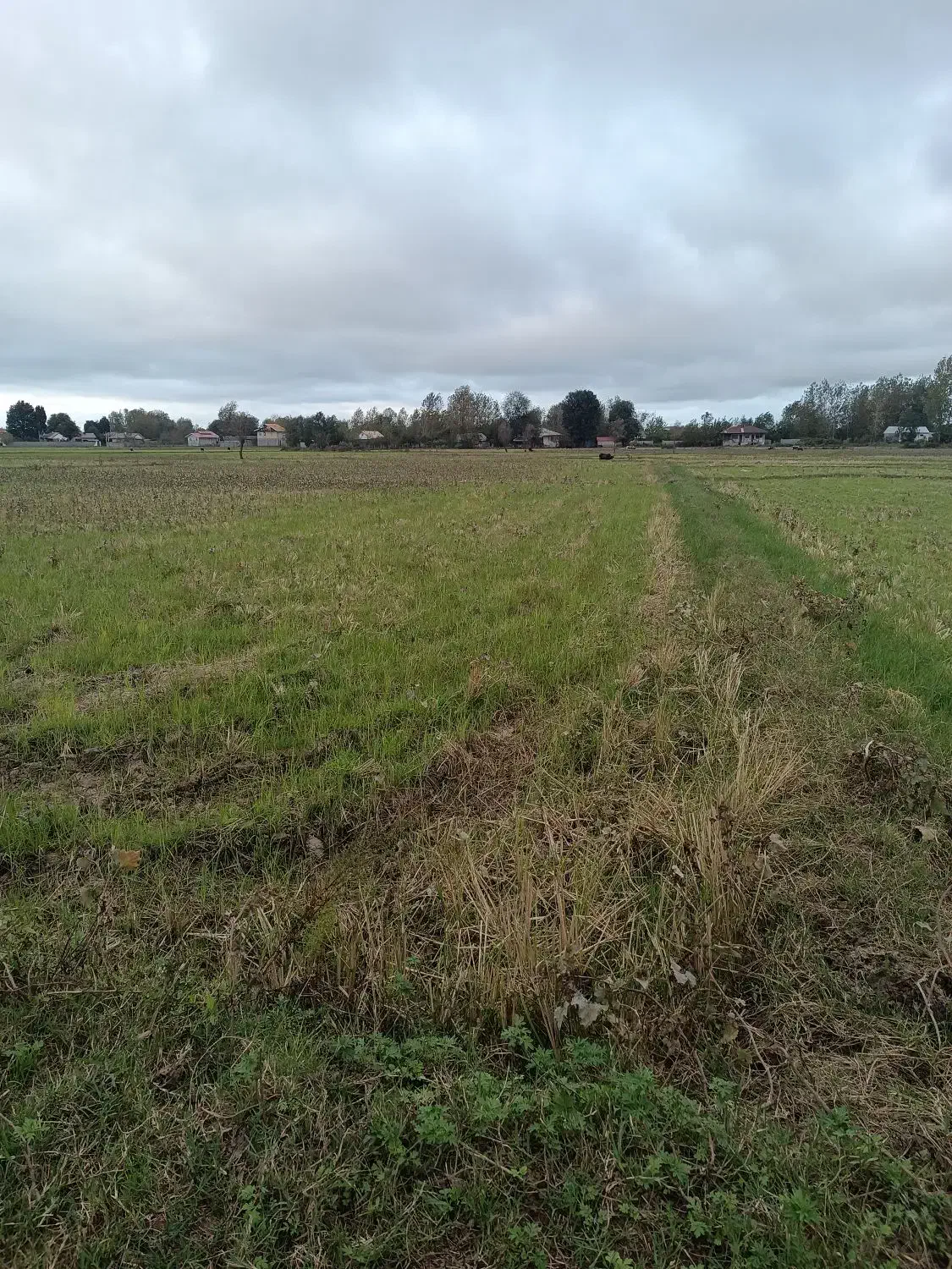 زمین کشاورزی|فروش دفتر صنعتی، کشاورزی، تجاری|خمام, |دیوار