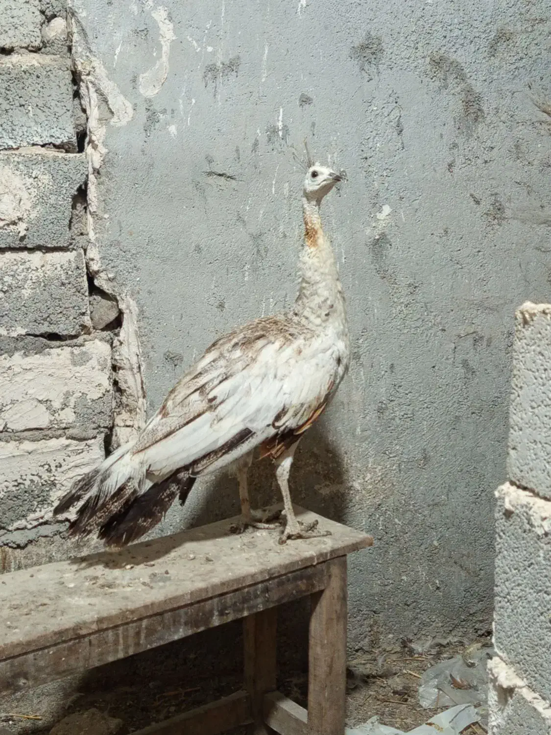 طاووس ماده سه ساله|پرنده|اردبیل, |دیوار
