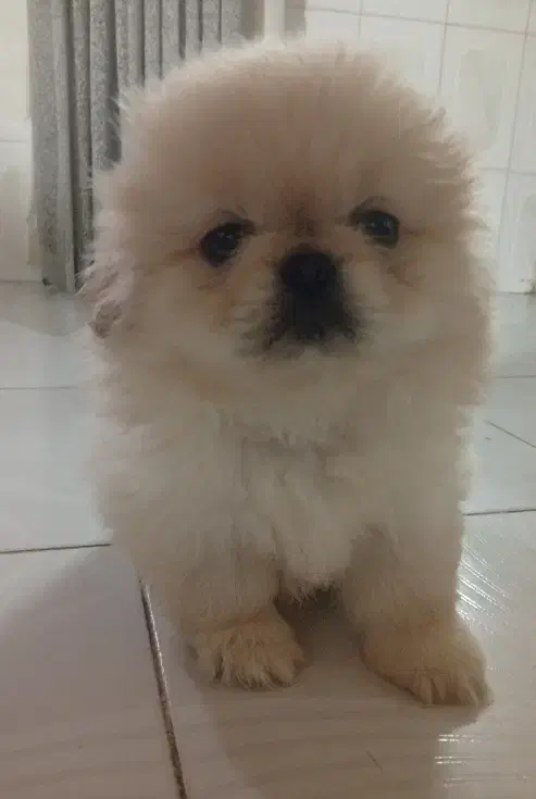 دو عدد پیکینیز|سگ|رشت, کوی غلام نیا|دیوار