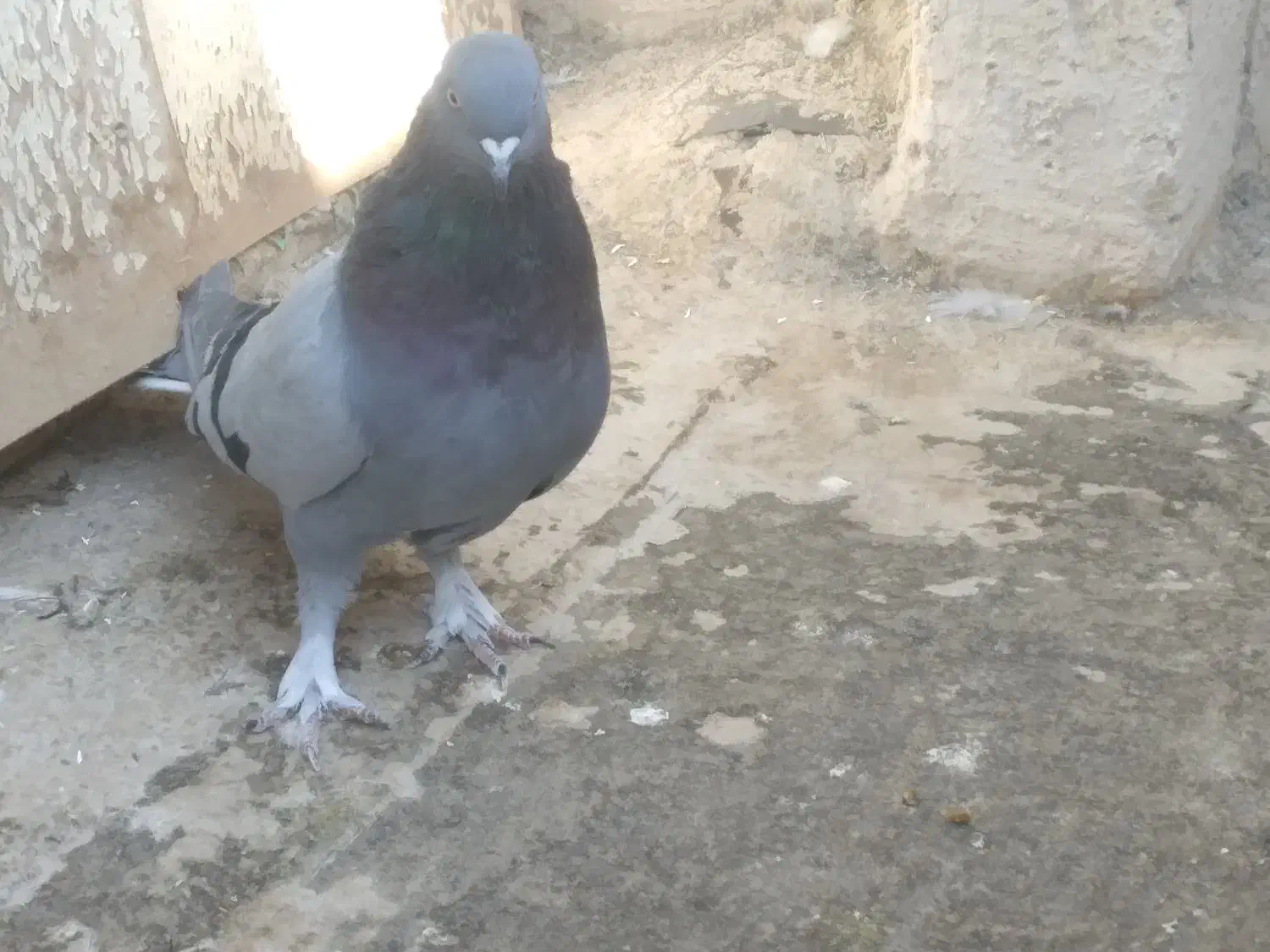 اصفهانی اصیل|پرنده|اصفهان, پوریای ولی|دیوار