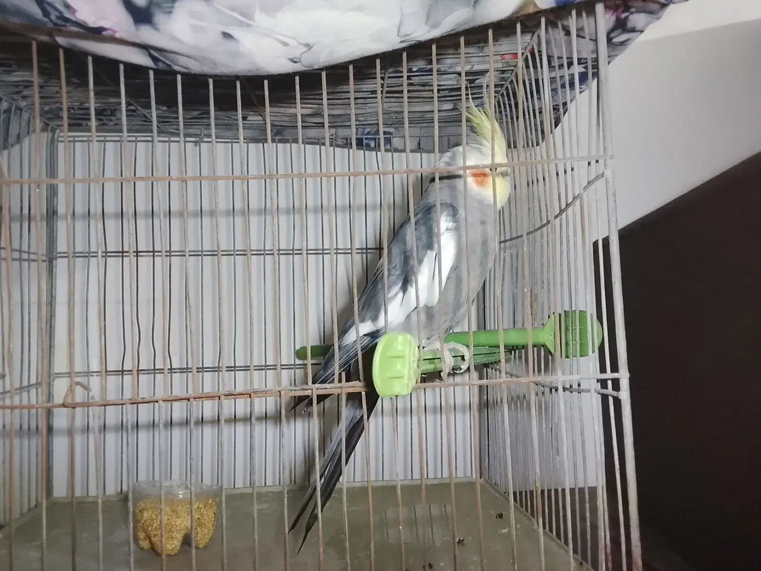 عروس هلندی|پرنده|اقبالیه, |دیوار