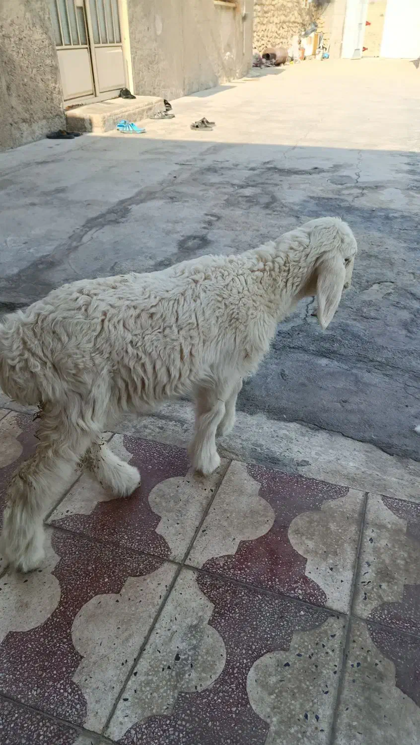 بره دوماهه هفت میلیون ودویست|حیوانات مزرعه|بهبهان, |دیوار